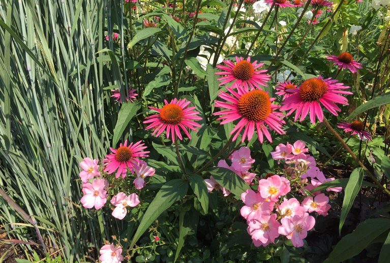 Echinacea purpurea - Purpur-Sonnenhut