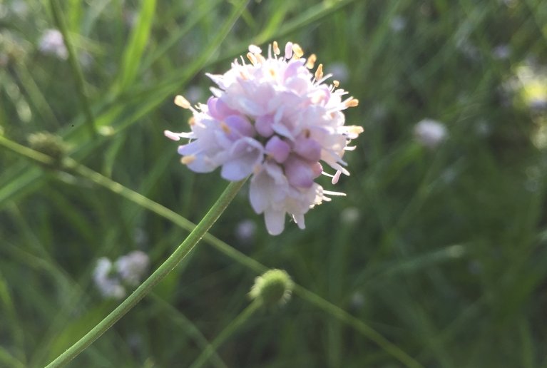 Beitrag im «Der Gartenbau» (Ausgabe 15)