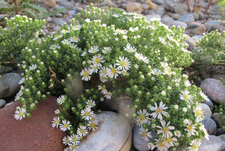 Aster pansos "Snowflurry" – Teppich-Aster