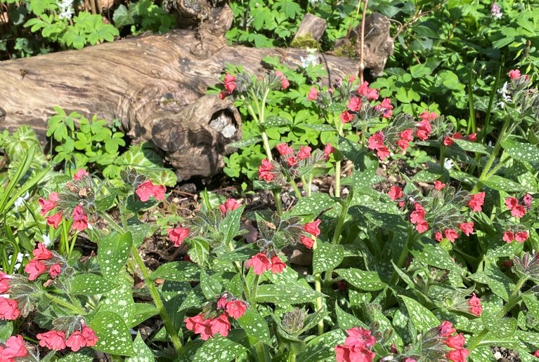 Beitrag im «Der Gartenbau» (Ausgabe 8/2024)
