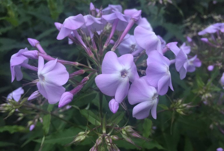 Beitrag im «Der Gartenbau»