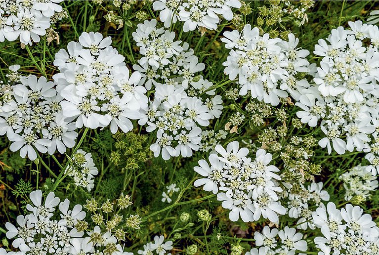 Apiaceae – Doldenblütler