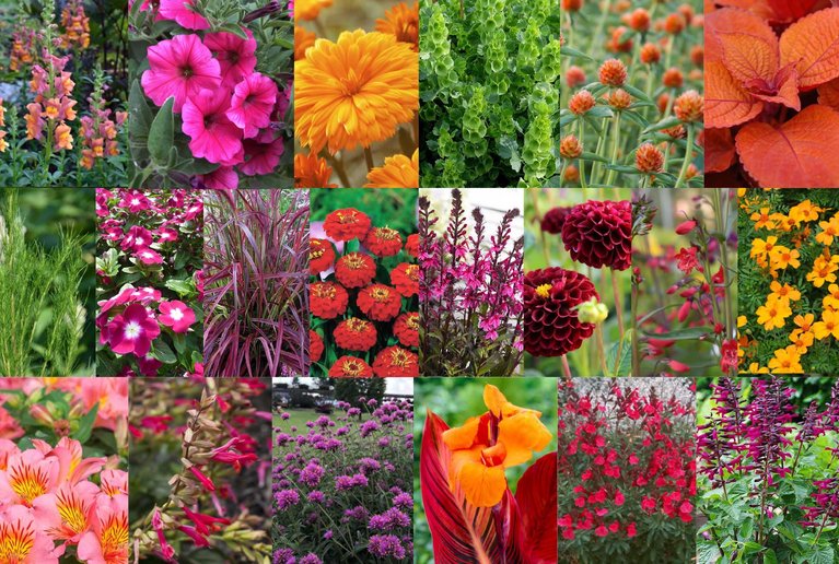 Sommerflor-Serien 2025