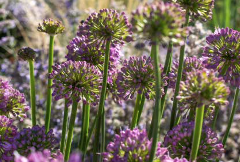 Beitrag im «Der Gartenbau» (Ausgabe 11/2023)