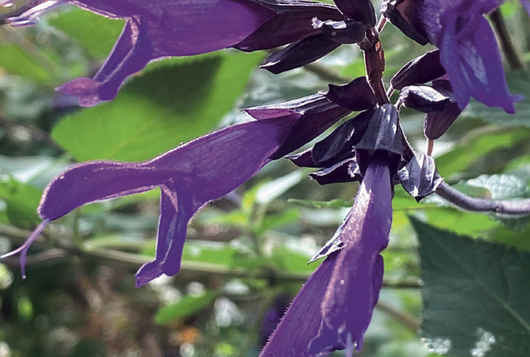 Beitrag im «Der Gartenbau» (Ausgabe 22/2022)