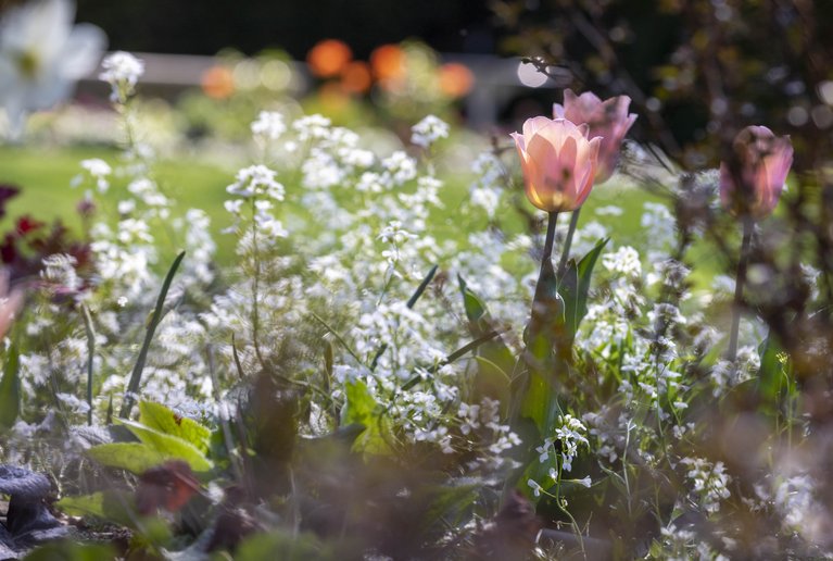 Der Garten im Frühling
