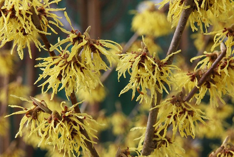 Hamamelis x intermedia – Zaubernuss