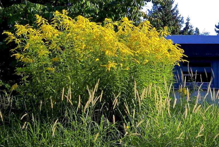 Neophyten im Garten