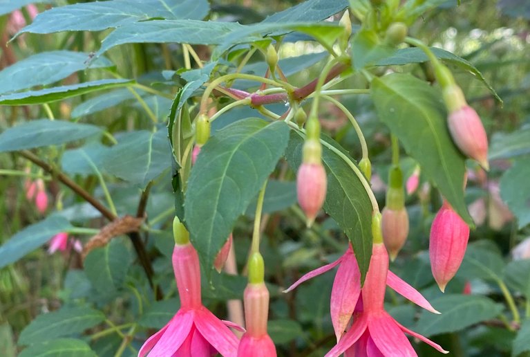 Winterharte Fuchsien