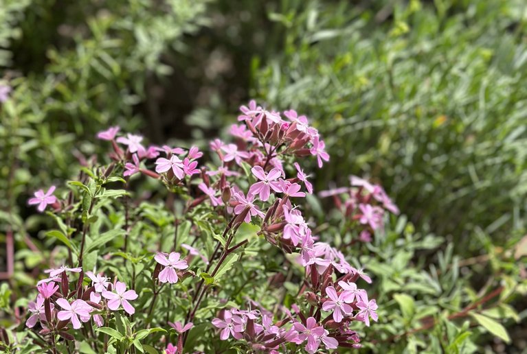 Saponaria x lempergii – Sommer-Seifenkraut