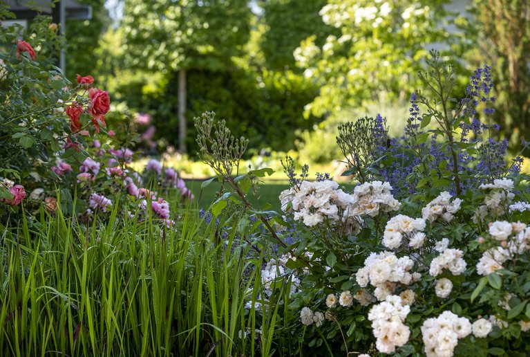 Der Garten im Sommer