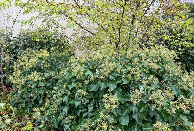 Hedera helix "Arborescens" – Strauchefeu